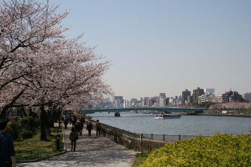 墨堤の桜と東京スカイツリー