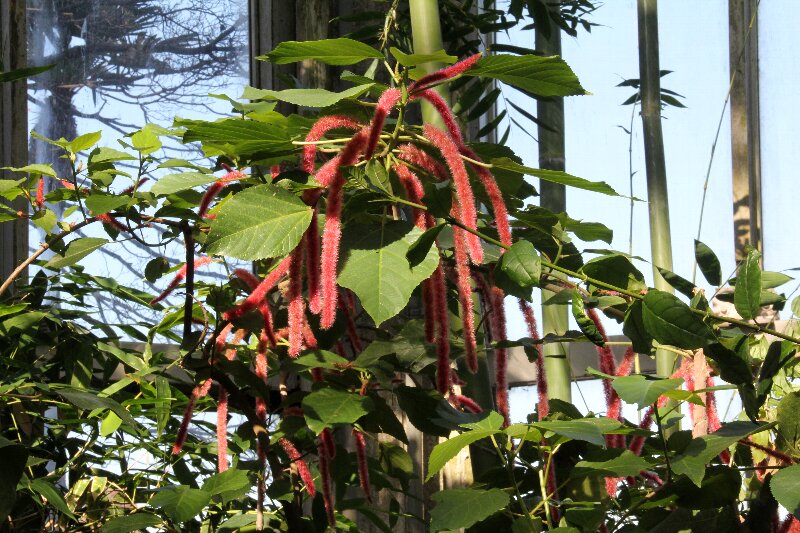 ベニヒモノキ・紅紐の木