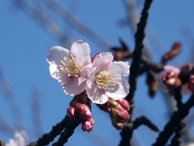 カンザクラ・寒桜