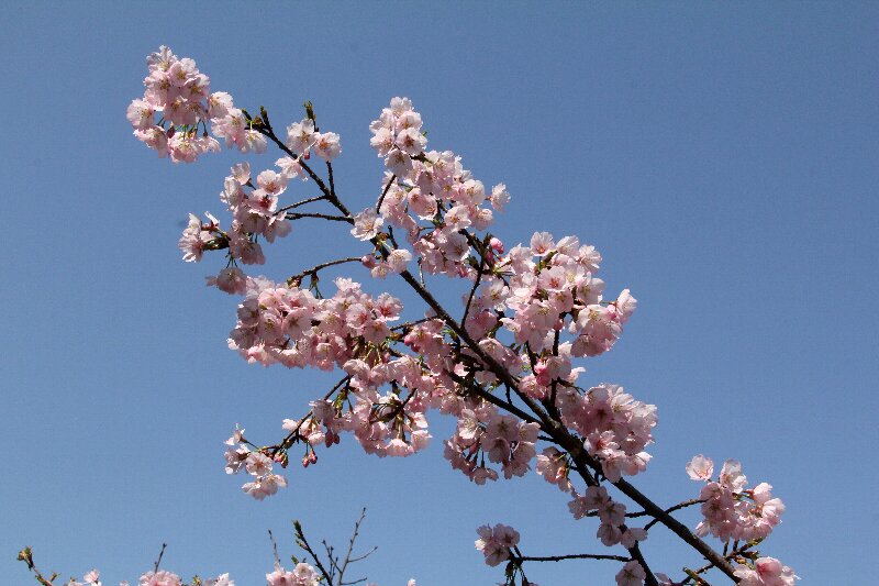 カンザクラ・寒桜