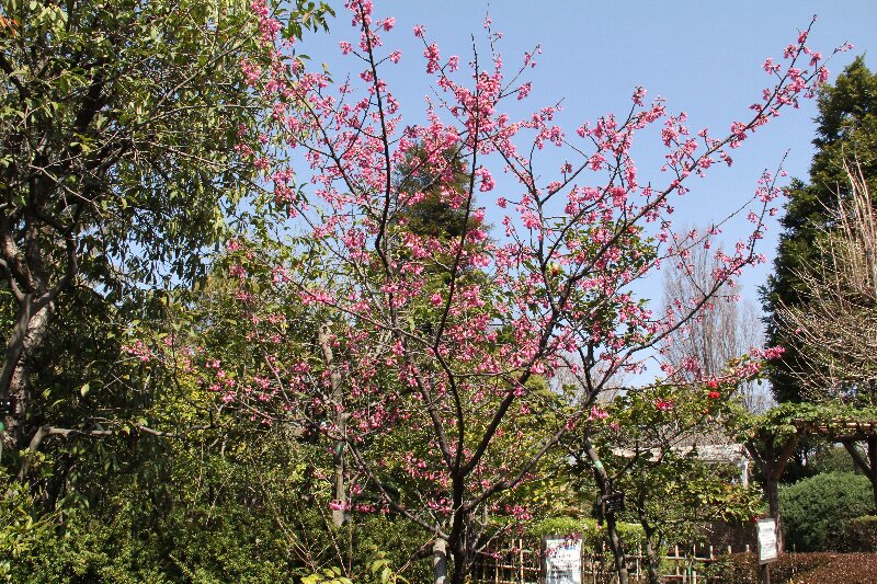 カンヒザクラ・寒緋桜