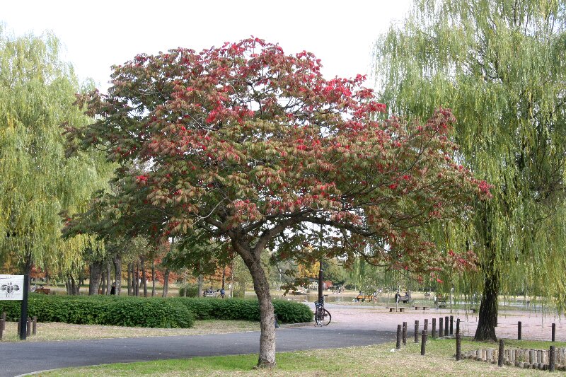 ハゼノキ・櫨の木