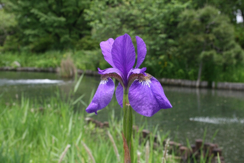 アヤメ 菖蒲 文目