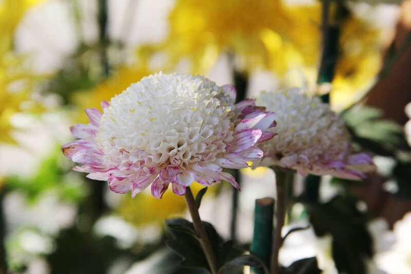 チョウジギク 丁子菊