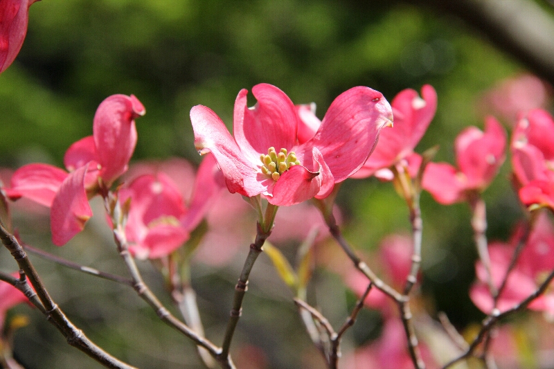 ハナミズキ・花水木