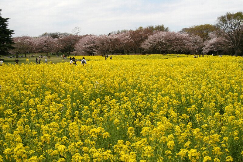 国営昭和記念公園に咲く菜の花